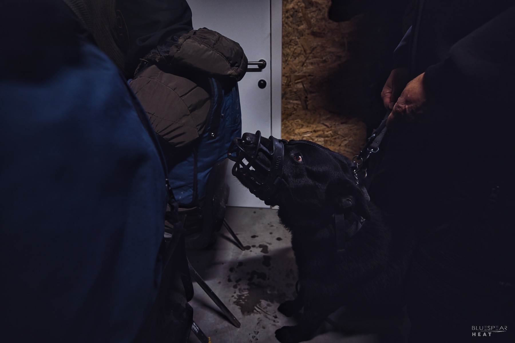 Muzzled K9 working at doorway